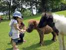 カドリードミニオン ミニチュア動物とふれあい