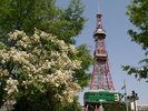 さっぽろライラックまつり