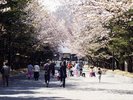 北海道神宮