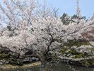 中島公園桜
