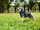 [DOG PARK]�����Ƌ��Ɏ��R�̒����̂т̂тƂ����i���������܂��B