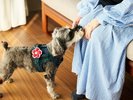 [Dog Friendly Cottage]1LDK�^53.42�u�@�꓏�݂��ŋC���˂Ȃ��ЂƂƂ����B