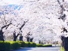 [����/�t]�u���{�����疼��100�I�v�̂ЂƂƂ��đI�΂�Ă��钷�Ғ��B
