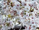 春と桜
