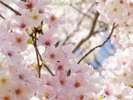 【桜】周辺の桜は4月中旬頃が見頃