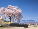 【わに塚の桜】わに塚の桜と八ヶ岳