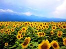 【明野ひまわり畑】約40万本のひまわりが咲く