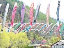 【長沢鯉のぼり】約500匹が大空高く舞い上がります♪優雅に揺られる姿は必見です!