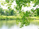 【中庭】からまつ湖