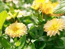 【中庭】季節毎に綺麗な花が中庭で咲き誇っています