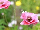 【中庭】季節毎に綺麗な花が中庭で咲き誇っています
