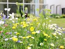【中庭】季節毎に綺麗な花が中庭で咲き誇っています