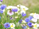 【中庭】季節毎に綺麗な花が中庭で咲き誇っています
