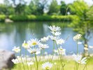 【中庭】季節毎に綺麗な花が中庭で咲き誇っています