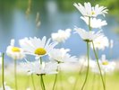 【中庭】季節毎に綺麗な花が中庭で咲き誇っています