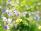 【中庭】季節毎に綺麗な花が中庭で咲き誇っています