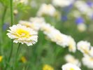 【中庭】季節毎に綺麗な花が中庭で咲き誇っています