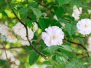 【中庭】季節毎に綺麗な花が中庭で咲き誇っています