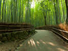 yR̒|/Arashiyama Bamboo GroveztbVɍœKȋԂłII