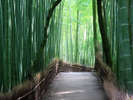 yR̒|/Arashiyama Bamboo Grovez
