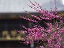 ykV{̔~/UME blossom in Kitanotenman-gu shrinez