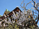 ykV{̔~/UME blossom in Kitanotenman-gu shrinez