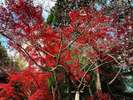 【赤山禅院/Sekizan Zen-in Temple】紅葉と寒桜