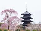 東寺の桜◆市バス九条河原町バス停より約10分