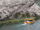 岡ア疎水の桜