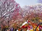 熱海梅園梅祭り（１月～３月）