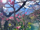 熱海梅園は1月～3月に梅まつりを開催♪