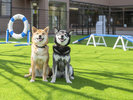 �yDOG PARK�z�L�X�Ƃ���DOG PARK�ŉ��K�ɑ�����܂��I