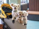 わんちゃん用カートの貸し出しもあります。