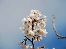こちらは伊東桜の花。ソメイヨシノと同様に小さくて白い花が咲きます。