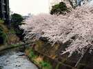 桜並木のライトアップは、2012年は4月8日（日）まで行われます。