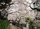 満開の桜の木が覆いかぶさり、桜のトンネルのようです。
