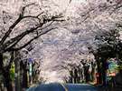 満開を迎えた伊豆高原の桜並木。