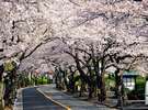 伊豆高原駅から大室山方向へ約3kmの桜並木が続きます。