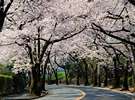 同じく伊豆高原の桜並木。