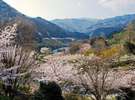 あまり知られていませんが、松川湖の桜も見ごたえがあります。