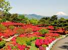 富士山をバックに咲き乱れるツツジの花。