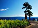 青く輝く太平洋と伊豆大島をバックに咲く伊豆海洋公園の菜の花。