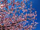 大寒桜のズーム。ソメイヨシノに比べ色が濃く、花びらが大きいのが特徴です。