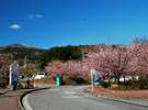 同じく伊豆高原駅前の大寒桜。画面左側に雪を頂く天城山が見えます。