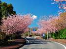 満開を迎えた伊豆高原駅前の大寒桜。