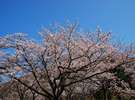 『さくらの里』で咲くソメイヨシノ。