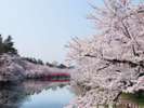 弘前公園の美しい桜