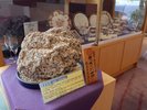���r�[���E���W