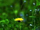 �M�d�ȓ��{�̍ݗ���A�G�]�^���|�|�ƃG�]�����T�L
