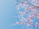 【庭園】桜
